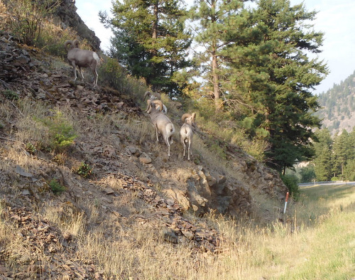 Rocky Mountain Bighorn Sheep.